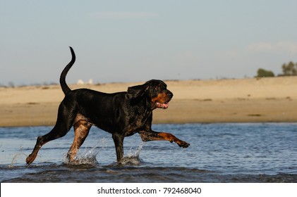 Coonhound dog outdoor portrait at beach