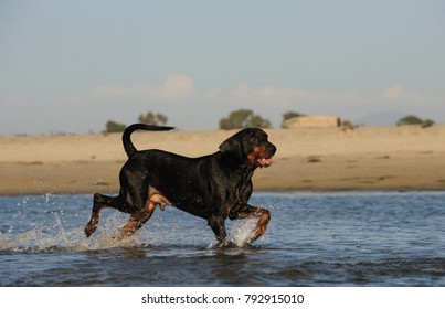 Coonhound dog outdoor portrait at beach running through water