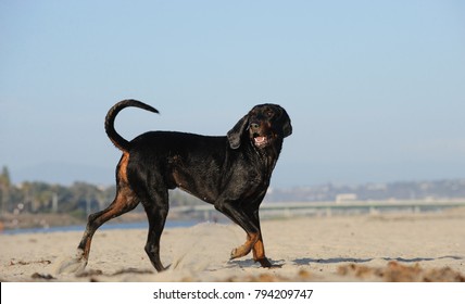 Coonhound dog outdoor portrait at beach walking