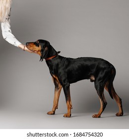 coonhound dog posing on grey background in the studio