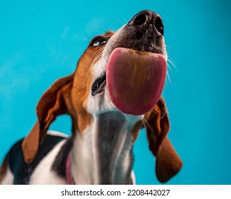 Coonhound Dog With Tongue Out Licking Peanut Butter.