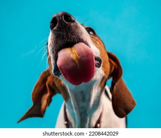 Coonhound Dog With Tongue Out Licking Peanut Butter.