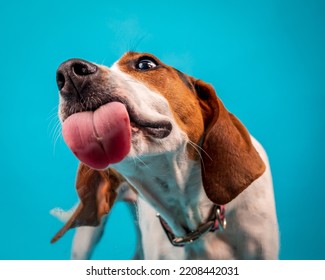 Coonhound Dog With Tongue Out Licking Peanut Butter.