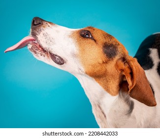 Coonhound Dog With Tongue Out Licking Peanut Butter.