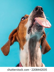 Coonhound Dog With Tongue Out Licking Peanut Butter.