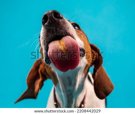 Coonhound dog with tongue out licking peanut butter.