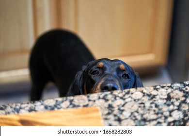 Coonhound Puppy looking on kitchen counter
