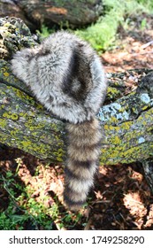 Coonskin Cap On A Log