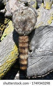 Coonskin Cap On A Log