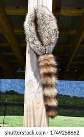 Coonskin Cap On A Post