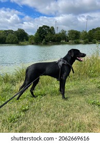 are lab hound mix good dogs