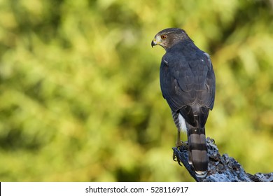 Cooper's Hawk