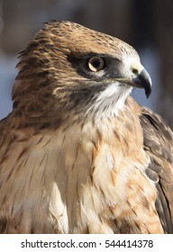 Cooper's Hawk