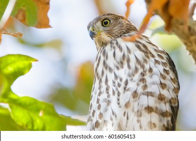 Cooper's Hawk