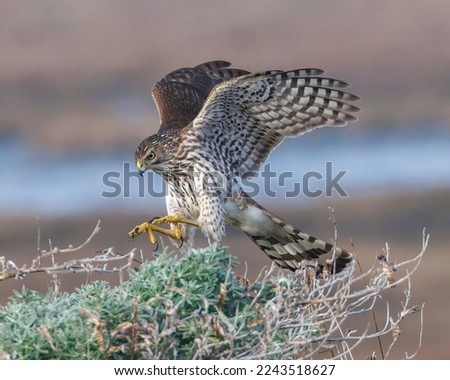 A Cooper's Hawk in Action