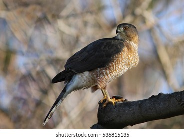 Cooper's Hawk Feeding 