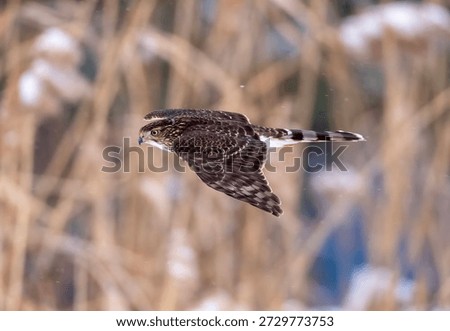Coopers Hawk in flight in the winter.