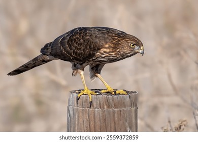 cooper's hawk observes neighborhood from the top of the poll - Powered by Shutterstock