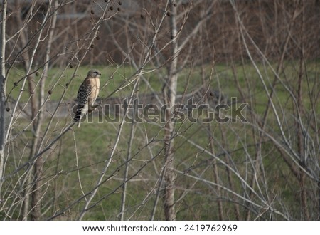 Coopers Hawk on barren branch in winter