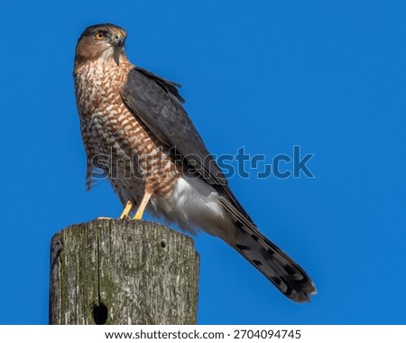 
Coopers Hawk on a post