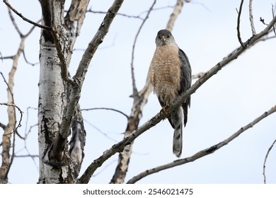 Cooper's Hawk perched on a branch in a tree. - Powered by Shutterstock