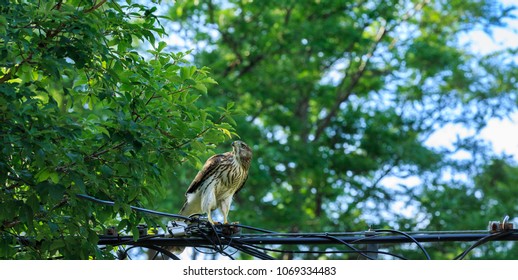 Cooper's Hawk  Perched on Cable TV Wires.