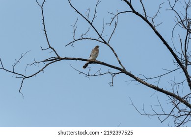 Cooper's Hawk Perched On A Dead Tree Limb