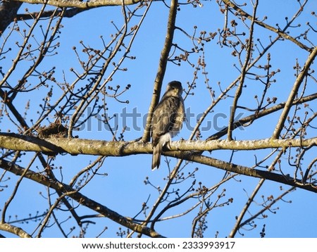 A Cooper's Hawk Perched in a Tree in a Late Winter Scene in March