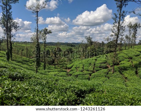 Coorg, India. Tea plantations and landscapes or Karnataka. Hillstation in India. South 
