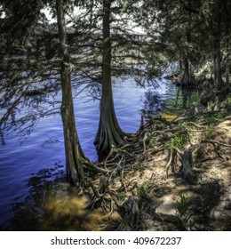 Coosa River With Cypress Trees