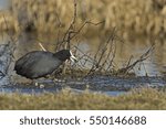 coot
