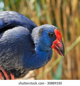 coot