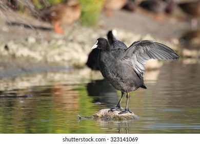 Coot