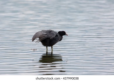 Coot