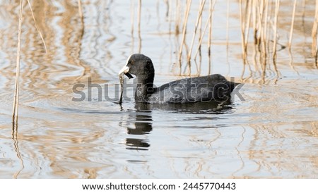 coot bird feeding on algae on a lake in spring