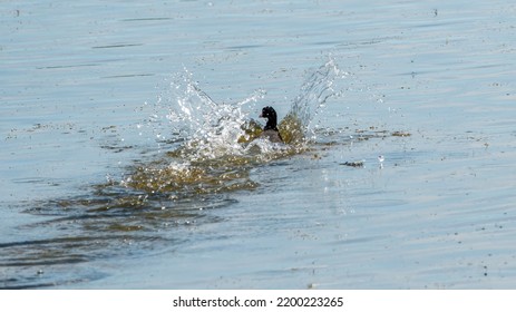 Coot Bird Splashing Into Pond Water