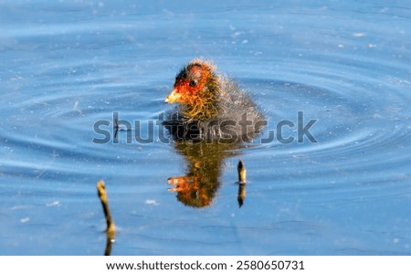 a coot chick swims on a lake