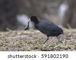 Coot with fish