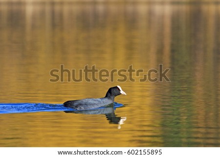 Coot floating on the water gold,spring, migratory birds, birds, forest, lake mood