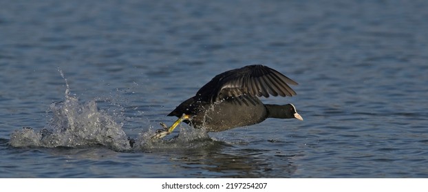 Coot (Fulica Atra), Crete, Greece