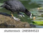 Coot (Fulica atra) walking on a tree trunk with its feet semi-webbed. Bas Rhin, Alsace, France, Europe