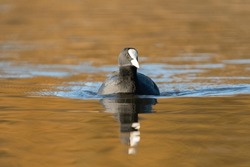 Coot In Golden Water With Reflection