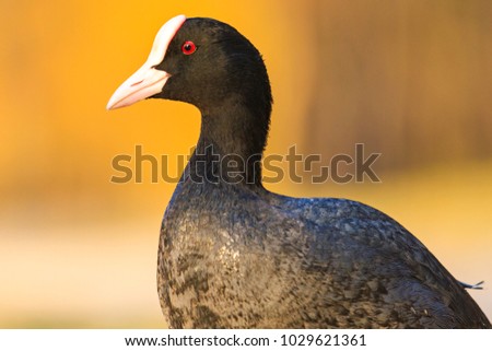 coot on a sunny spring day , wildlife, animals