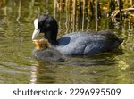 Coot parents with their fledglings, feeding baby birds in the water with weed