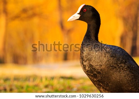 coot standing on the shore on a sunny evening , wildlife, animals