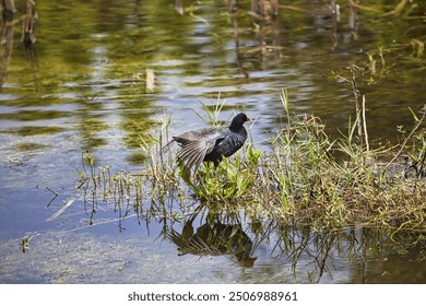 A coot swimming in a freshwater marsh. The bird is surrounded by lush green grass and reeds, reflecting the blue sky in the water.. Elements of this image furnished by NASA - Powered by Shutterstock