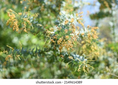 Cootamundra wattle (Acacia baileyana) After flowers and seedpods. The flowering season is from February to March, and there are multiple seeds in the legumes after flowering.