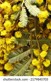 Cootamundra Wattle (Acacia Baileyana) Flowers And Foliage. Australian Native Tree.