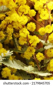 Cootamundra Wattle (Acacia Baileyana) Flowers And Foliage. Australian Native Tree.