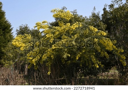 Cootamundra wattle ( Acacia baileyana ) flowers. Fabaceae evergreen tree native to Australia. Yellow flowers bloom from February to March.